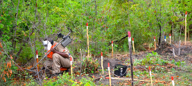 A deminer working through some dense bush 