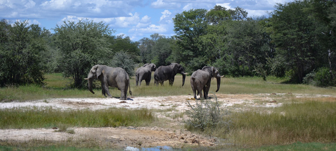 Group of elephants