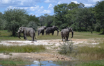 Elephants at the waterhole