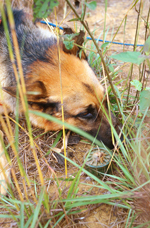 Demining with dogs